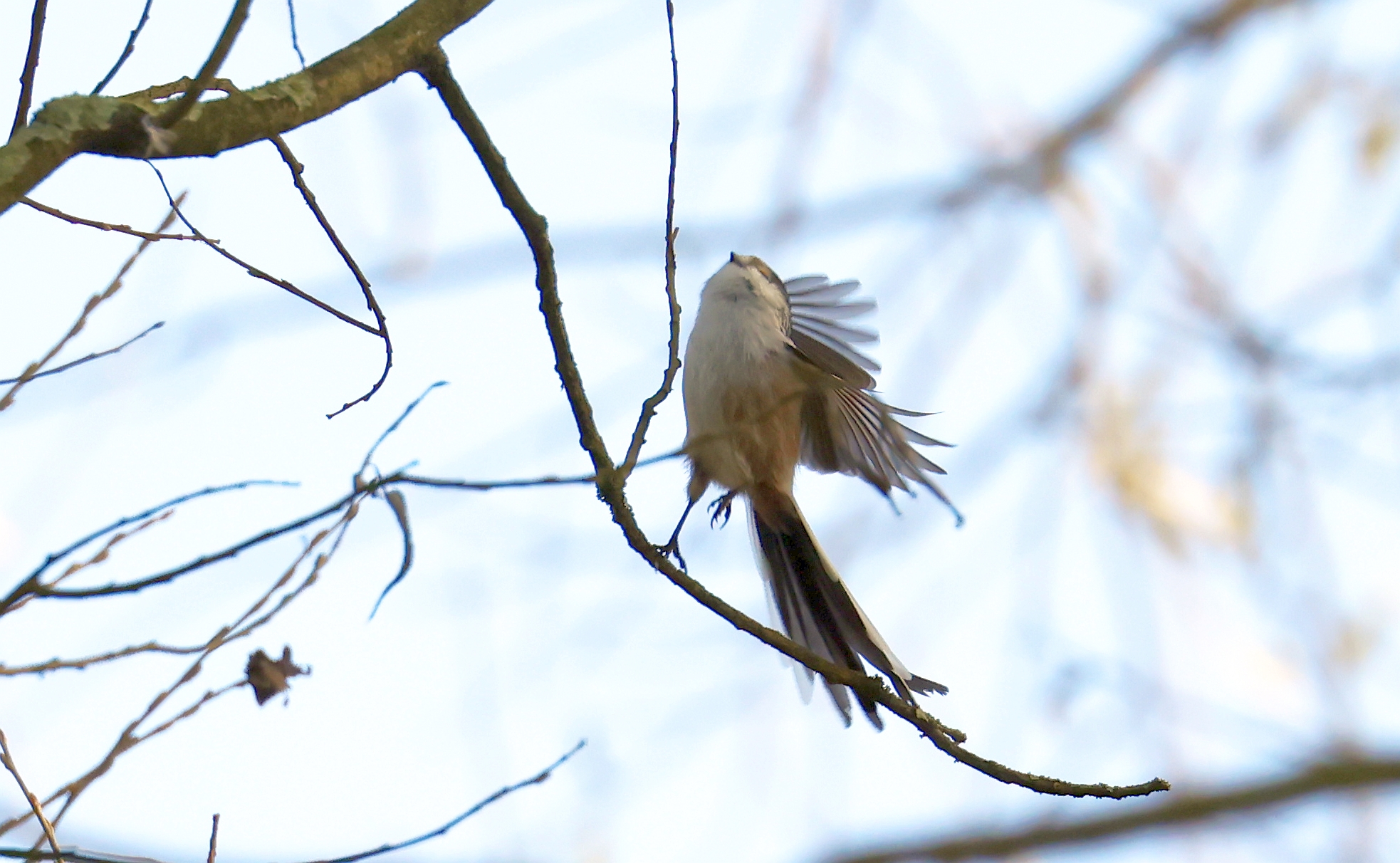 Staartmees (Oostvaardersplas). Foto van Gerda van der Meer.